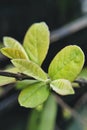 young guava leaves Royalty Free Stock Photo