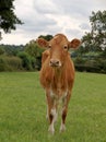 Young Guernsey Cow Royalty Free Stock Photo