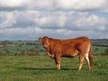 Young Guernsey Cow Royalty Free Stock Photo