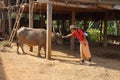 Young guide and water buffalo