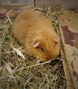 Young guinea pig in the cage. Young guinea pig sitting in the cage among grass. Guinea pig in a cage. Guinea pigs in an open cage Royalty Free Stock Photo