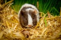 Young Guinea pig (Cavia porcellus Royalty Free Stock Photo