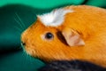 Young guinea pig, close-up photography Royalty Free Stock Photo