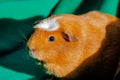 Young guinea pig, close-up photography Royalty Free Stock Photo