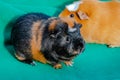 Young guinea pig, close-up photography Royalty Free Stock Photo