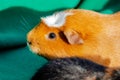 Young guinea pig, close-up photography Royalty Free Stock Photo