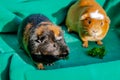 Young guinea pig, close-up photography Royalty Free Stock Photo