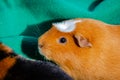 Young guinea pig, close-up photography Royalty Free Stock Photo