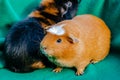 Young guinea pig, close-up photography Royalty Free Stock Photo