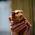 Young guinea pig, close-up photography Royalty Free Stock Photo