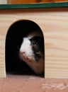 Young guinea pig in the shelter Royalty Free Stock Photo