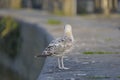 Young gull from Back