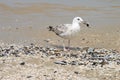 Young gull on the beach