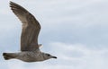 Young gull bird flying in the sky