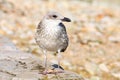 Young gull