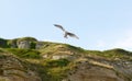 Young gull in flight Royalty Free Stock Photo