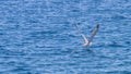 Young gull in flight over the sea Close up Royalty Free Stock Photo