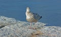 Young Gull Looking out to Sea