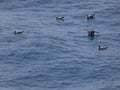 Young seagulls, swimming in the mediterranean sea