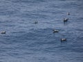 Young seagulls, swimming in the mediterranean sea