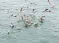 Young gulls fighting over food scraps