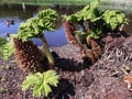 Young Gunnera tinctoria with fruit.