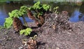 Young Gunnera tinctoria with fruit.