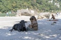 Young guy with a girl is resting on a hot sunny day on the banks of the river Ganga with the sacred cow in the city of Rishikesh,
