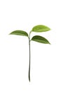 Young Guyabano tree isolated