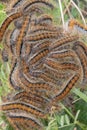 Young gypsy moth caterpillars in the nest Lymantria dispar