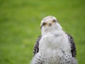 Young Gyr x Lanner Falcon outdoors.