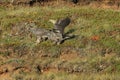 Young Gyrfalcons , Iceland