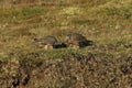 Young Gyrfalcons , Iceland