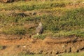 Young Gyrfalcons , Iceland