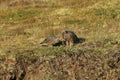 Young Gyrfalcons , Iceland