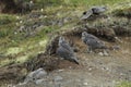 Young Gyrfalcons , Iceland