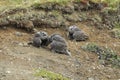 Young Gyrfalcons , Iceland