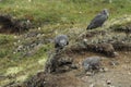 Young Gyrfalcons , Iceland