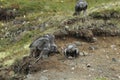 Young Gyrfalcons , Iceland