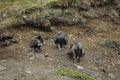 Young Gyrfalcons , Iceland