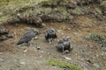 Young Gyrfalcons , Iceland