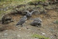 Young Gyrfalcons , Iceland