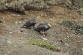 Young Gyrfalcons , Iceland