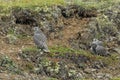 Young Gyrfalcons , Iceland