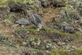 Young Gyrfalcons , Iceland