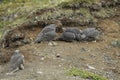 Young Gyrfalcons , Iceland