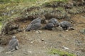 Young Gyrfalcons , Iceland