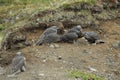 Young Gyrfalcons , Iceland