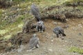 Young Gyrfalcons , Iceland