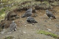 Young Gyrfalcons , Iceland